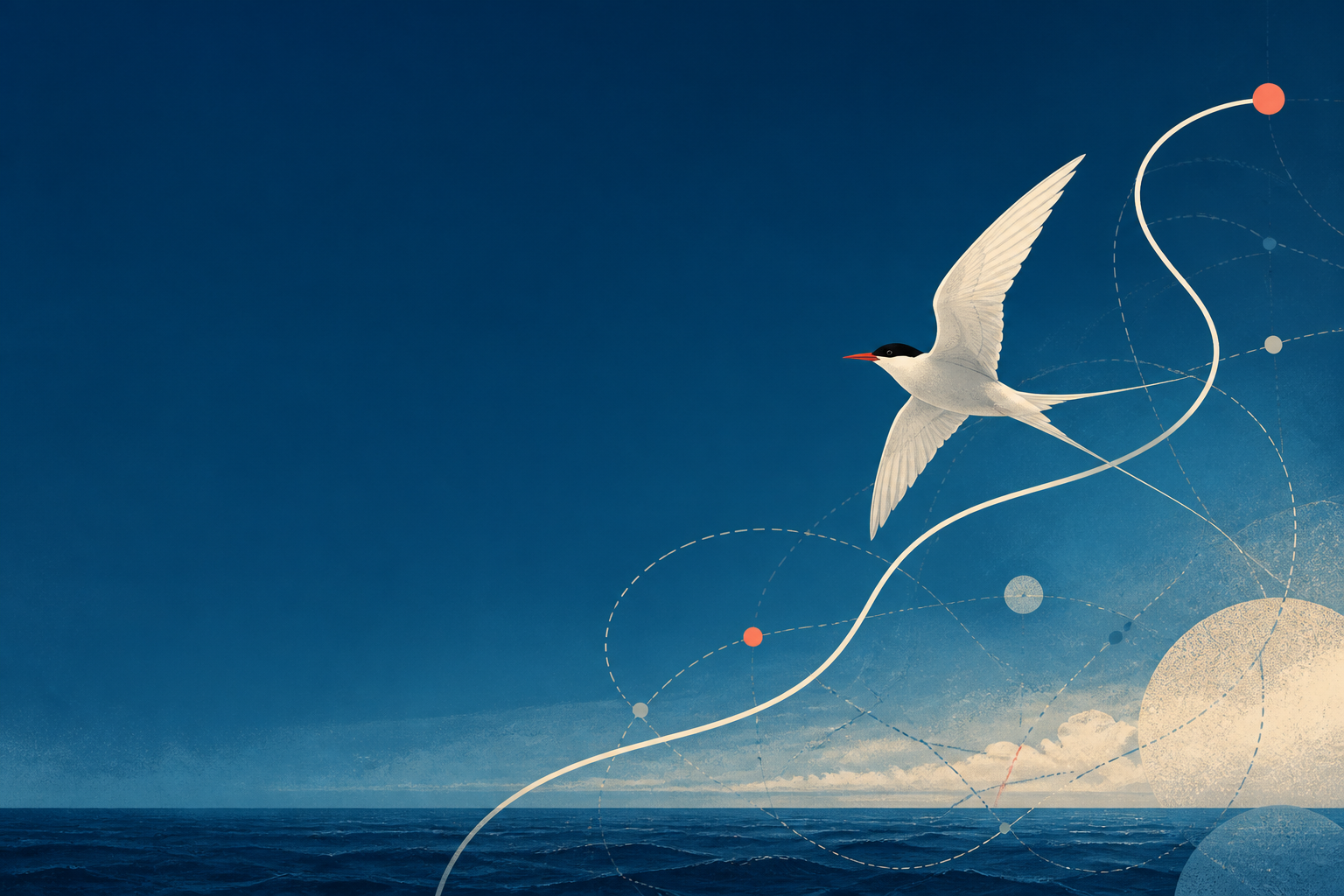 An Arctic tern turning a tangled set of routes into one clear path
